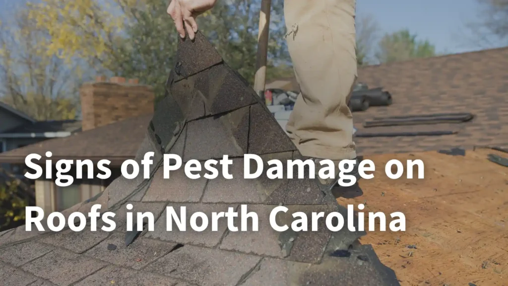 Signs of Pest Damage on Roofs in North Carolina Image